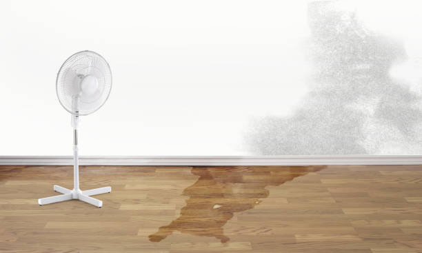 Best Water damage restoration near me  in Bourg, LA